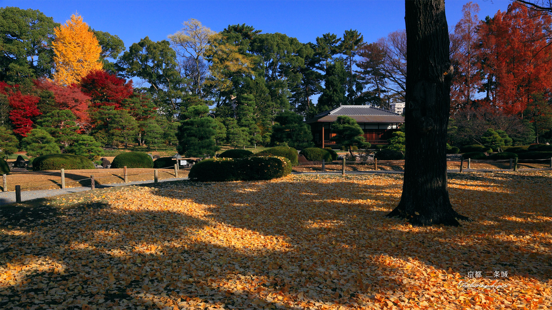 二条城清流園の散り黄葉