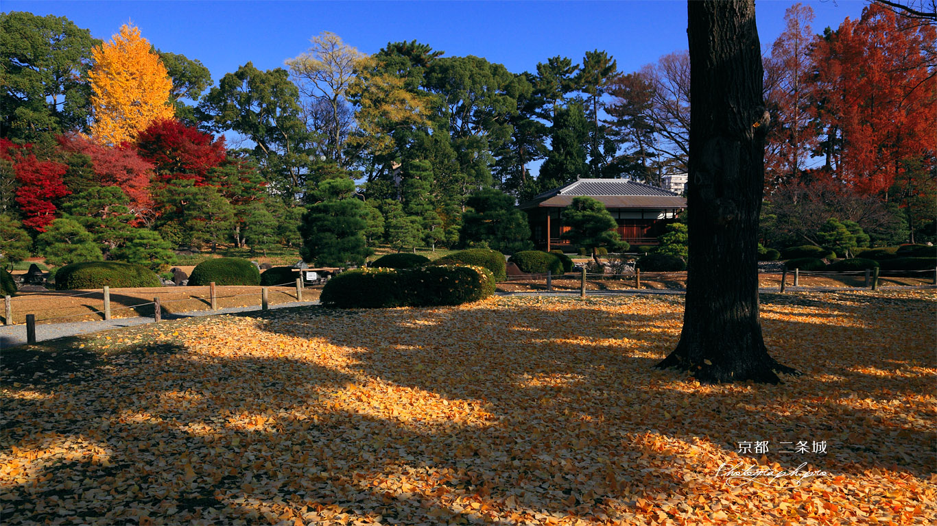 二条城清流園の散り黄葉 壁紙