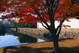 二条城内濠の紅葉