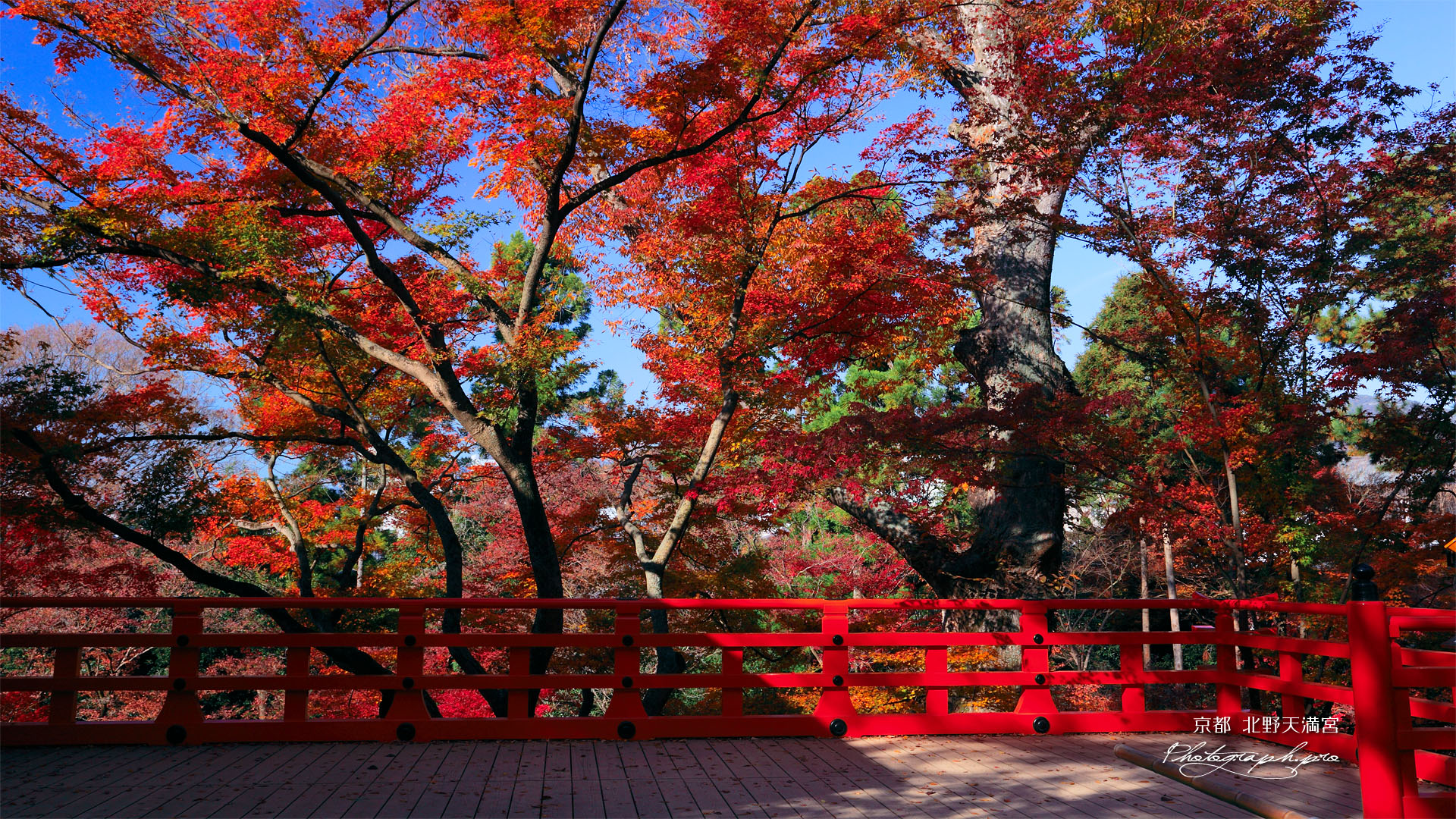 北野天満宮 舞台の紅葉