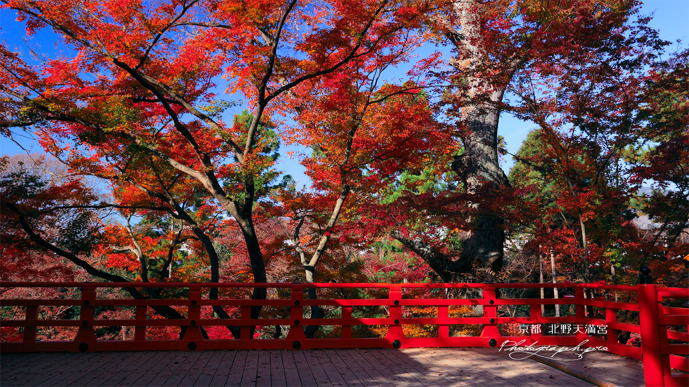 北野天満宮 舞台の紅葉 壁紙