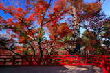 北野天満宮 御土居もみじ苑舞台の紅葉