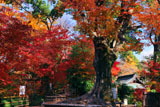 北野天満宮 御土居もみじ苑