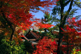 北野天満宮の紅葉越しの社殿
