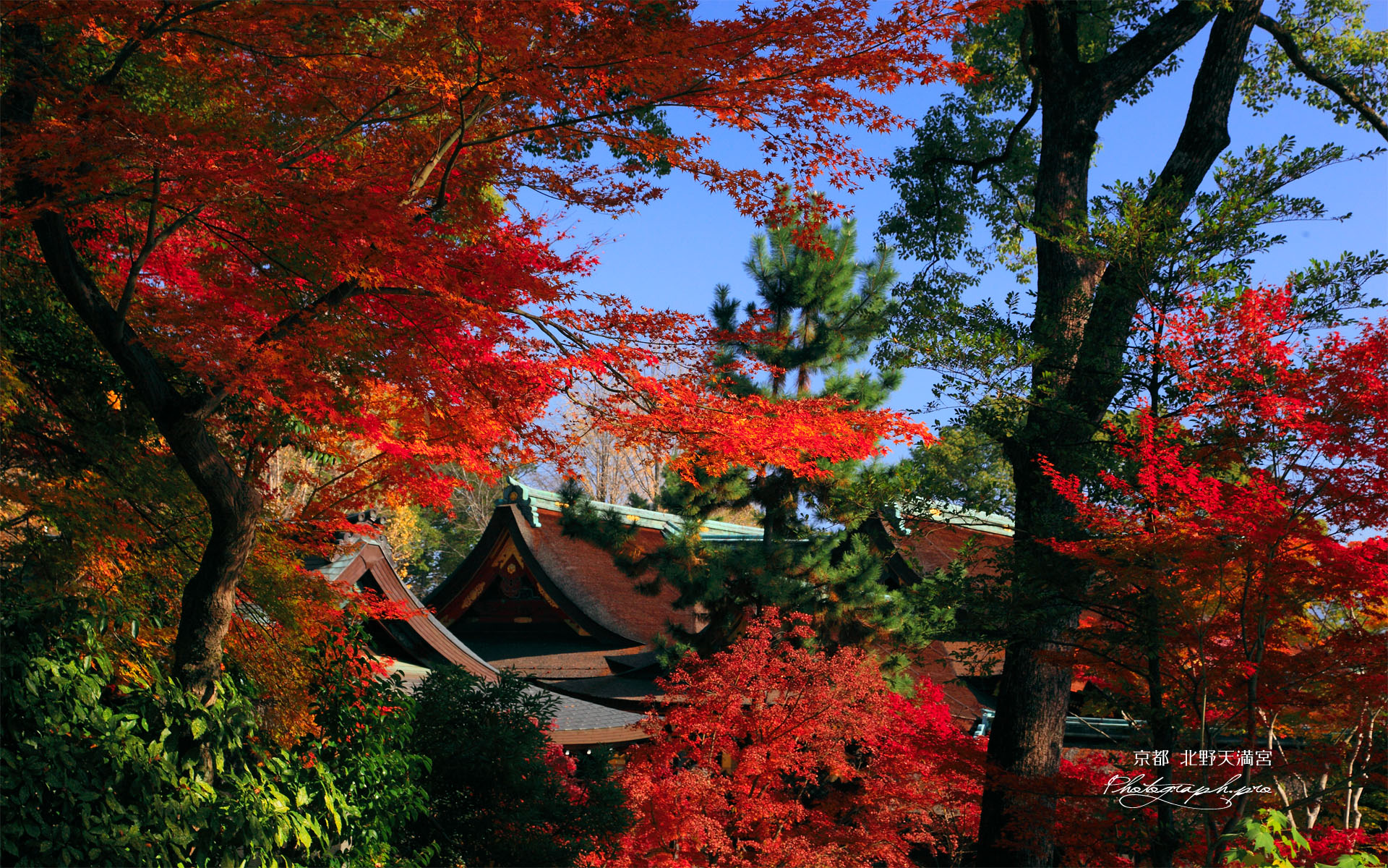 北野天満宮の紅葉越しの社殿
