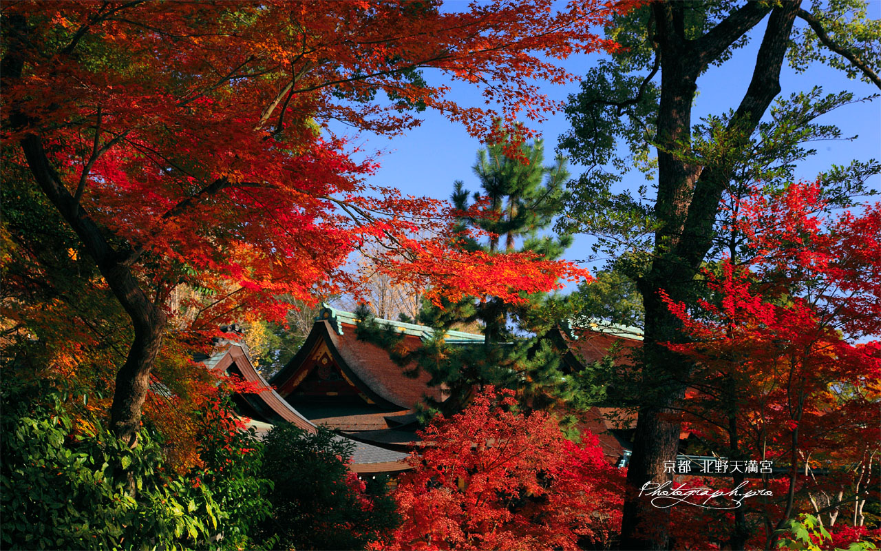 北野天満宮の紅葉越しの社殿 壁紙