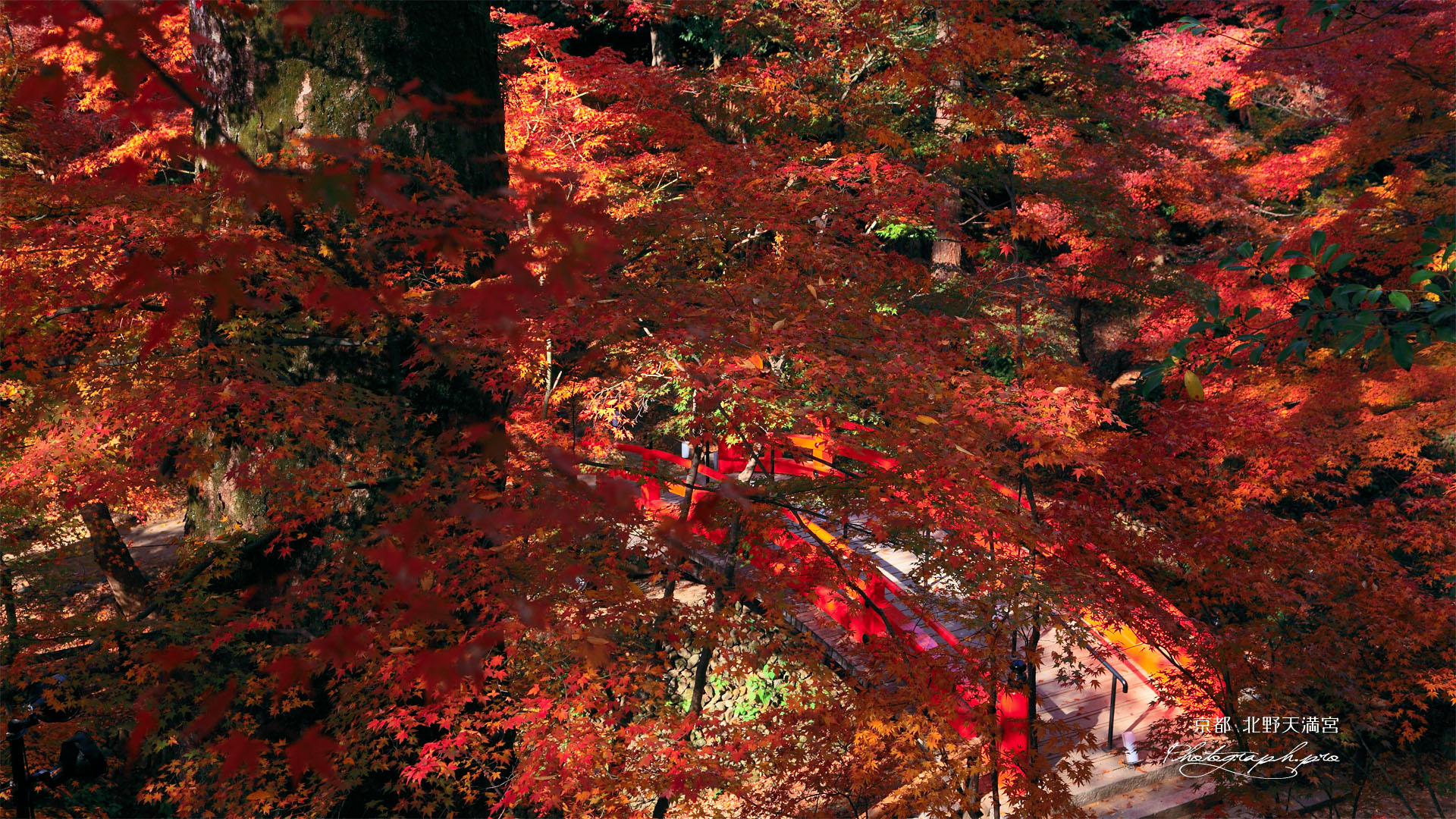 北野天満宮 紅葉越しの鶯橋