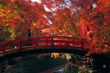 北野天満宮 紅葉の鶯橋を渡る御婦人
