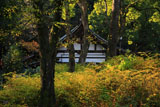 松尾大社 山吹の黄葉と神輿庫