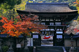 松尾大社 紅葉と楼門