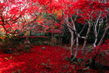 京都厭離庵 庭園の散り紅葉