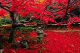 京都厭離庵 織部灯籠と敷紅葉