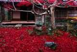 京都厭離庵 庭園の散紅葉と書院
