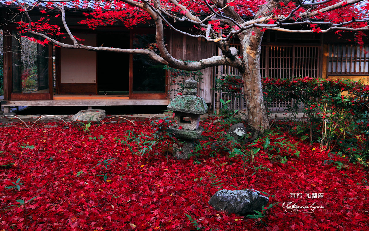 京都厭離庵 庭園の散紅葉と書院 壁紙
