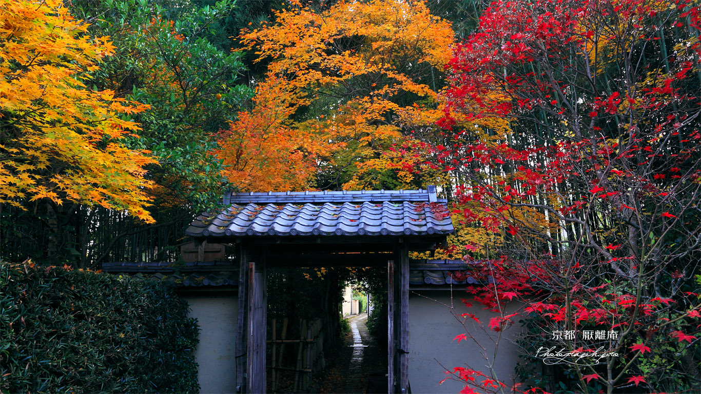 京都厭離庵 紅葉の山門 壁紙