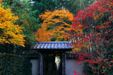 京都厭離庵 紅葉の山門