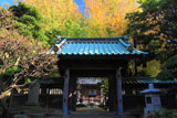 常立寺 山門とイチョウの黄葉