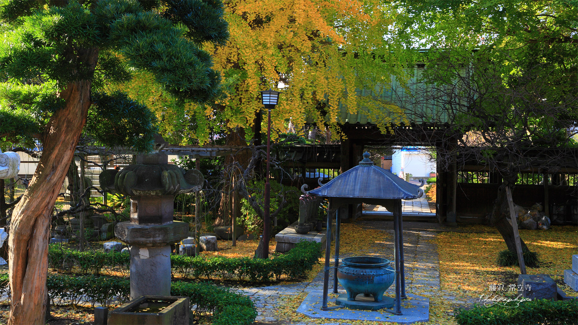 藤沢常立寺の散り黄葉