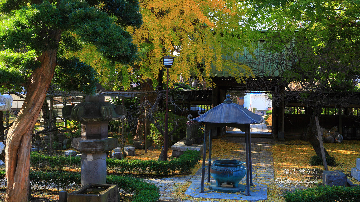 藤沢常立寺の散り黄葉 壁紙