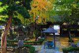 藤沢常立寺の散り黄葉