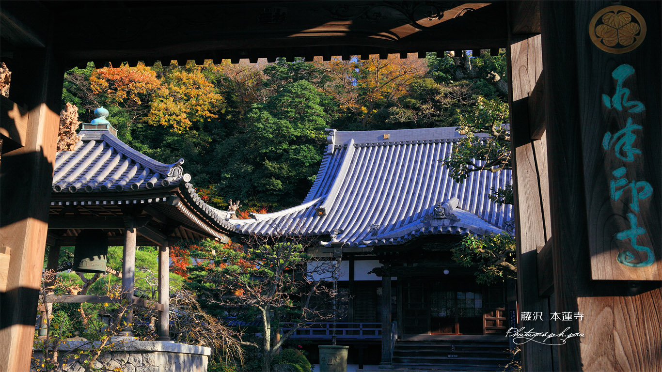 本蓮寺 山門越しの本堂 壁紙