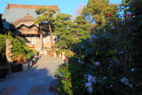 鎌倉本龍寺の山茶花