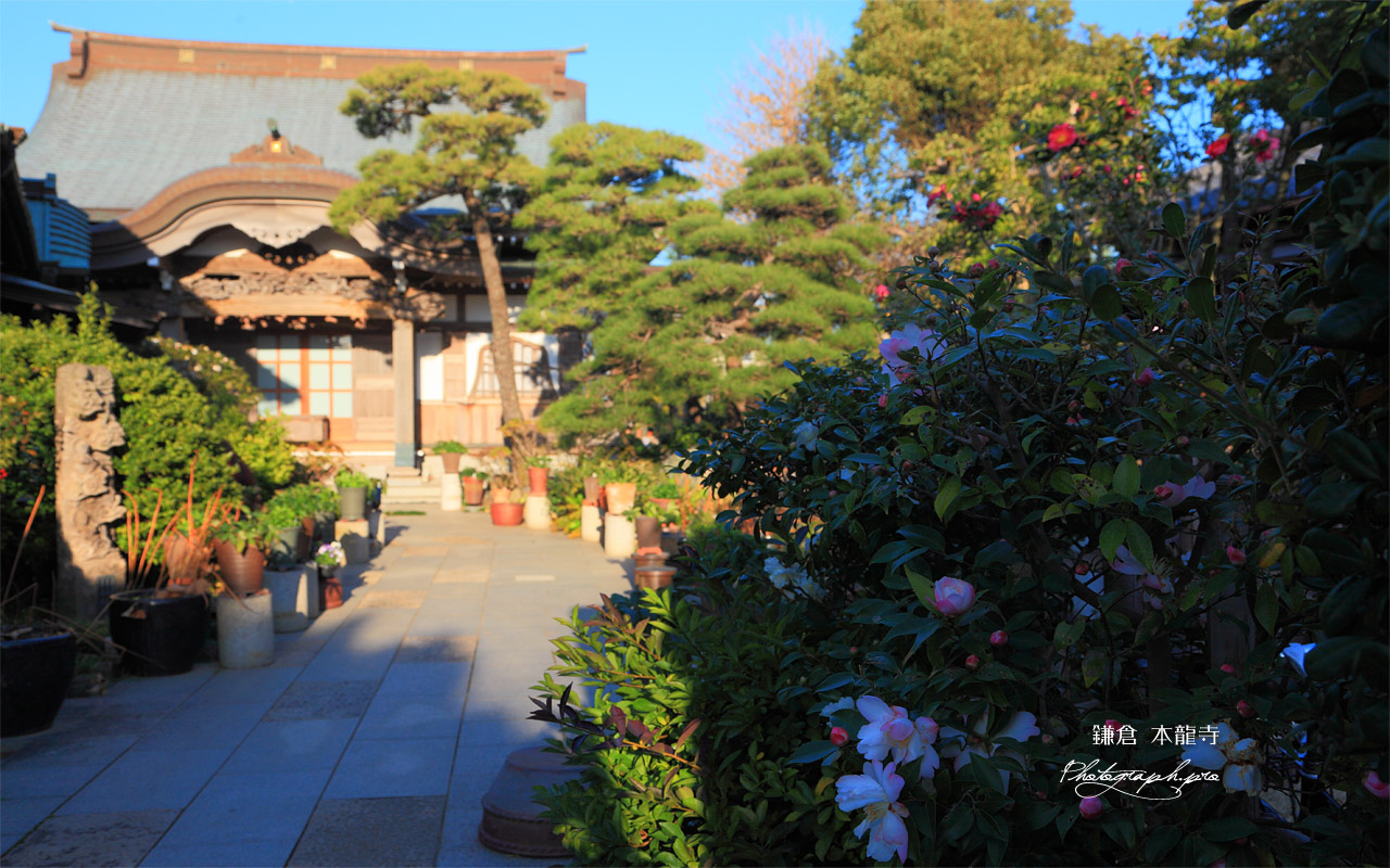 鎌倉本龍寺の山茶花 壁紙
