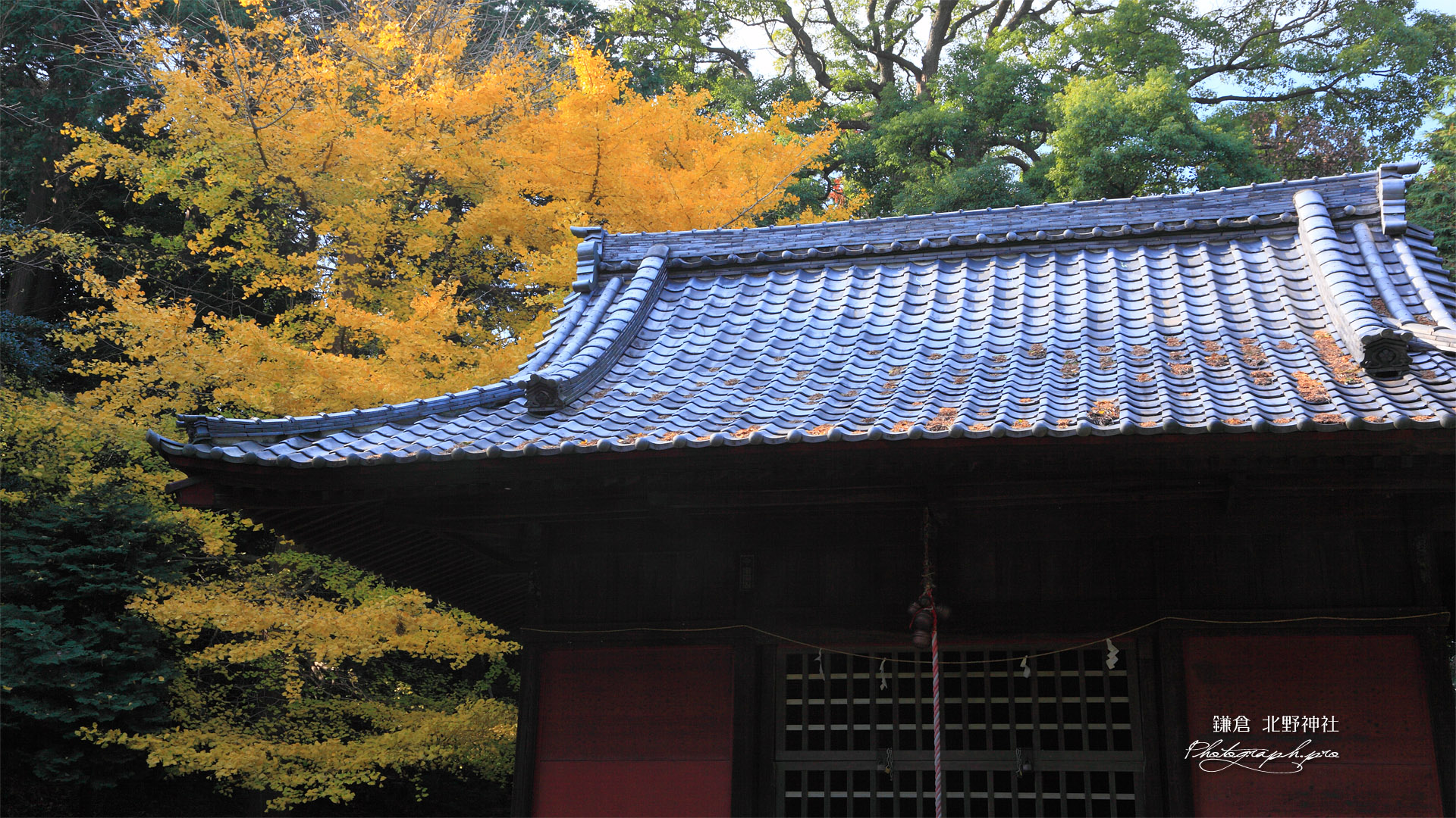 鎌倉北野神社 拝殿とイチョウの黄葉