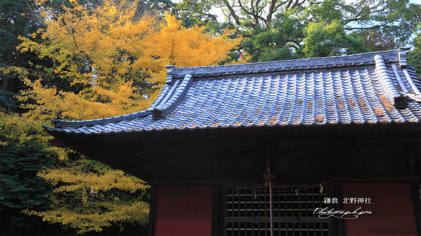 鎌倉北野神社 拝殿とイチョウの黄葉 壁紙