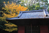 鎌倉北野神社 拝殿とイチョウの黄葉