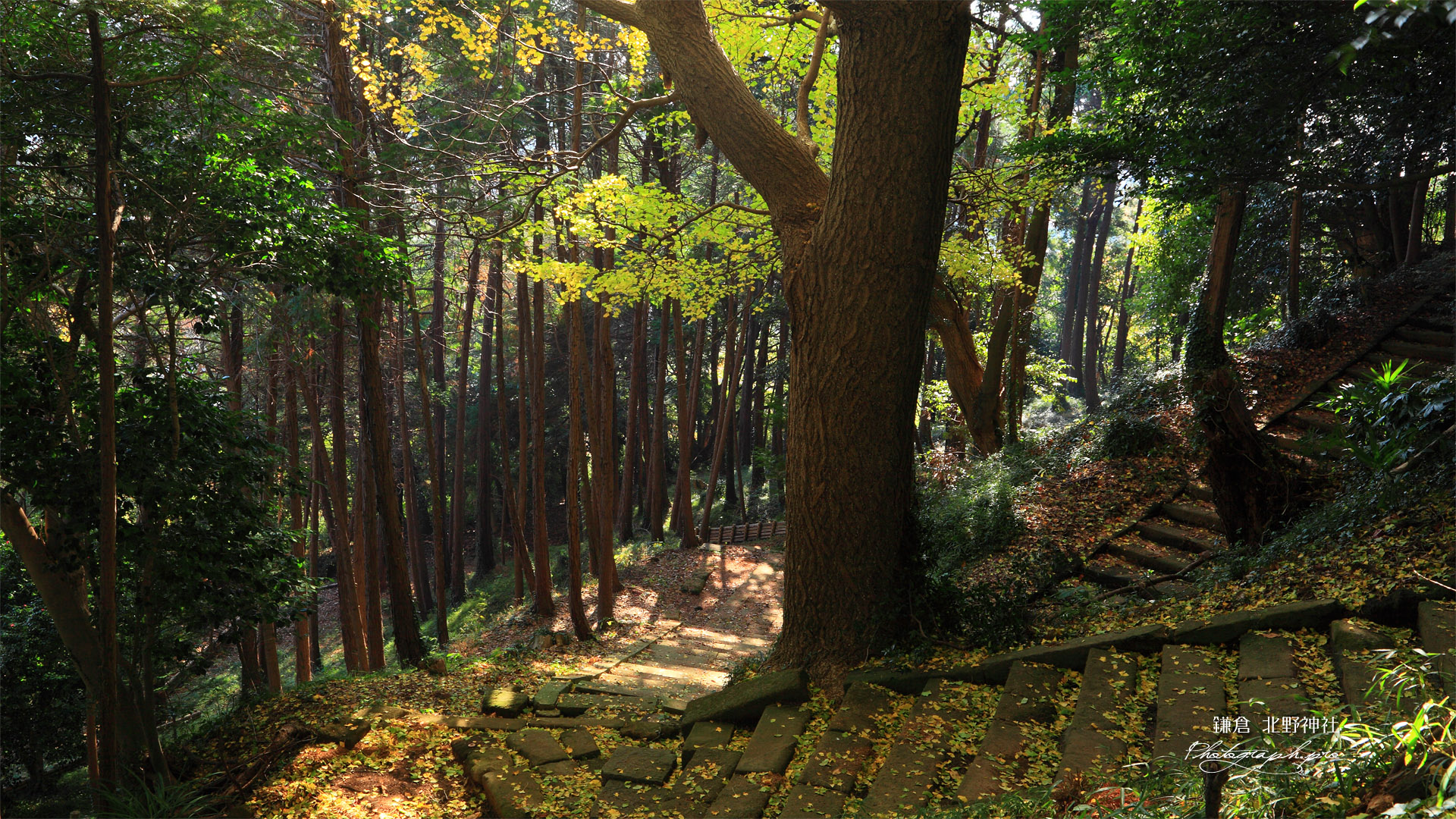 鎌倉北野神社 石段の散り落葉