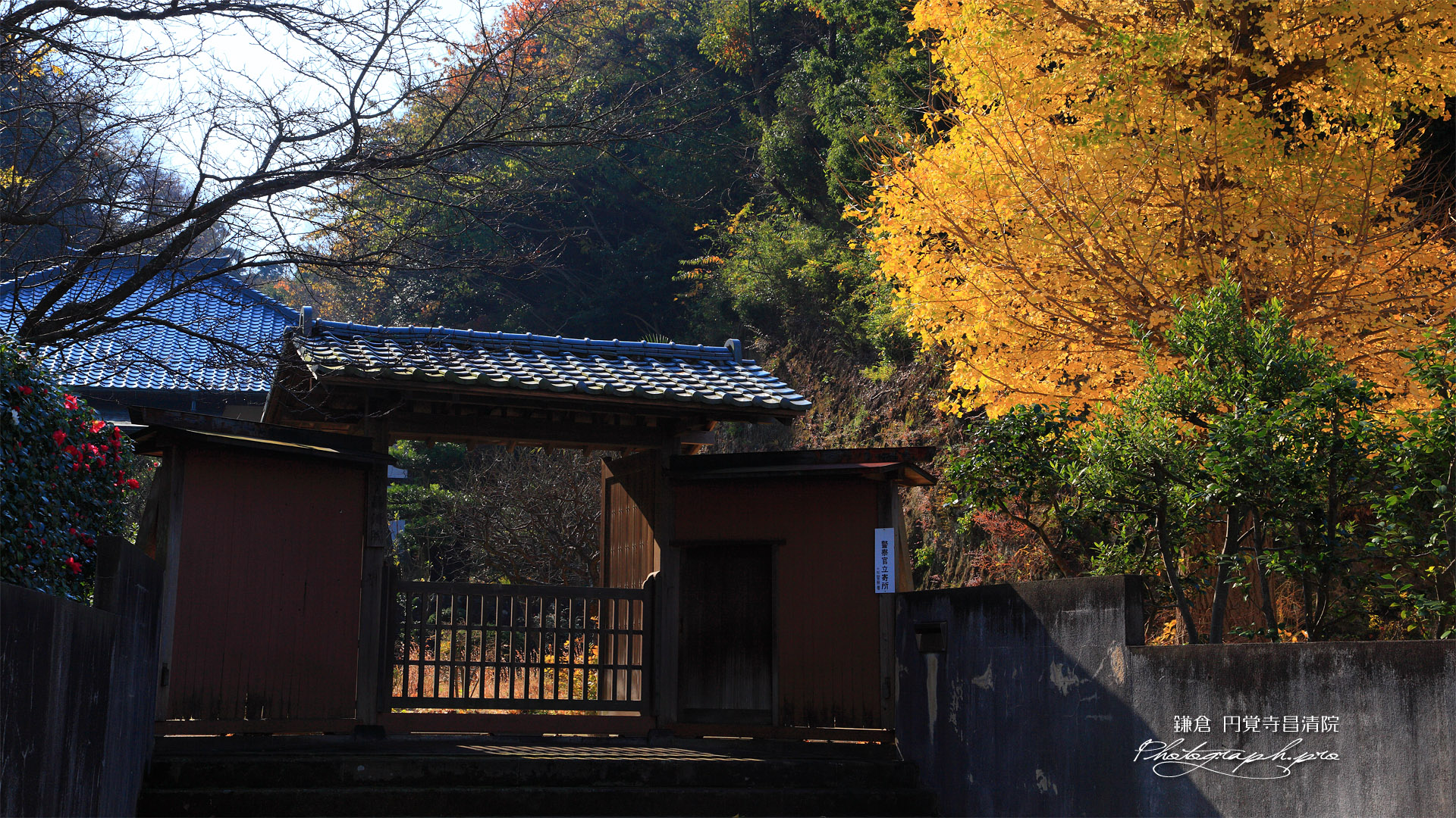 鎌倉昌清院 イチョウ黄葉