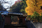 鎌倉昌清院 銀杏黄葉