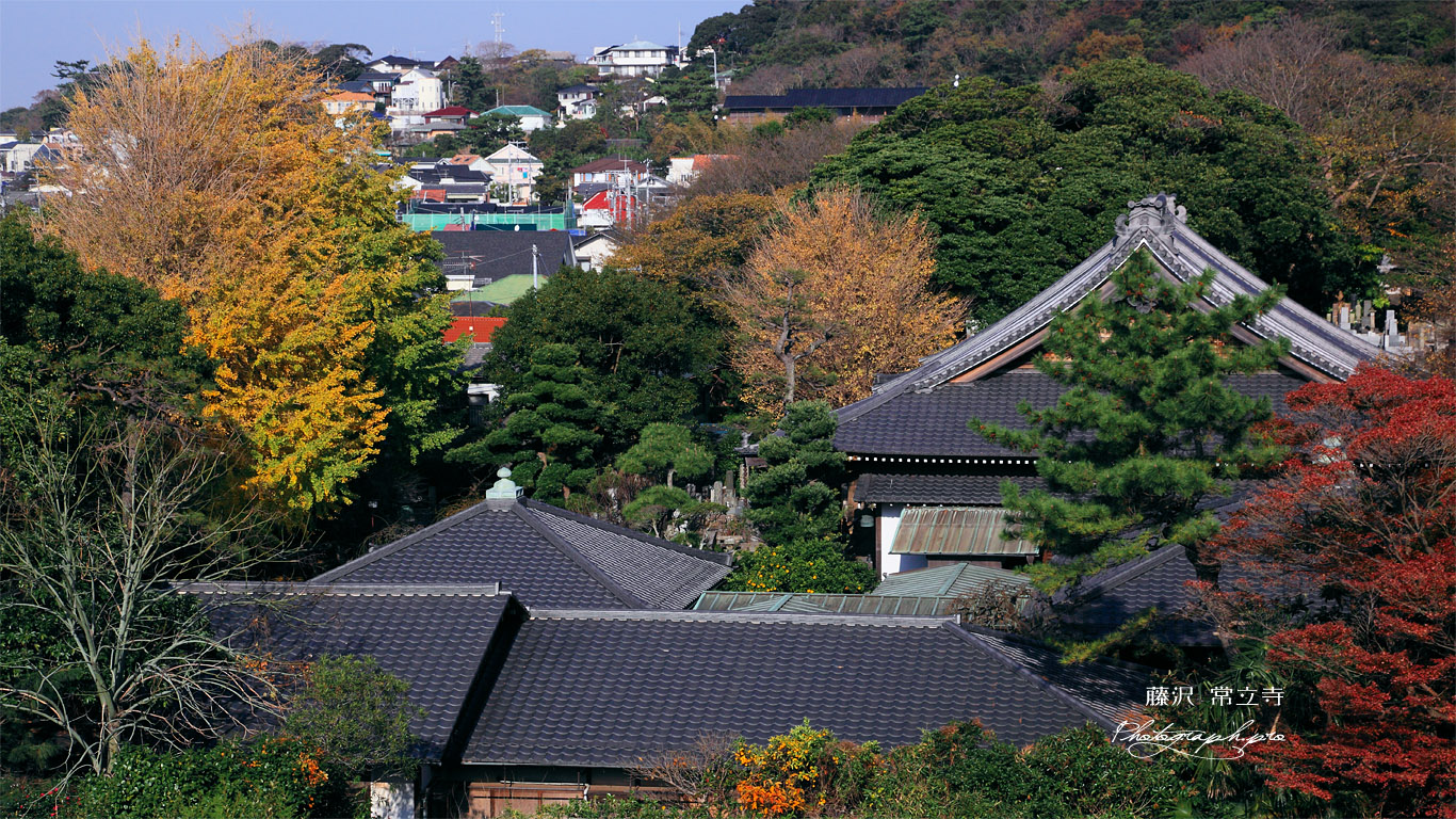 紅葉の藤沢常立寺 壁紙
