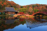 称名寺 浄土式庭園の鴨