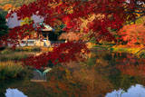 称名寺 紅葉越しの金堂と釈迦堂