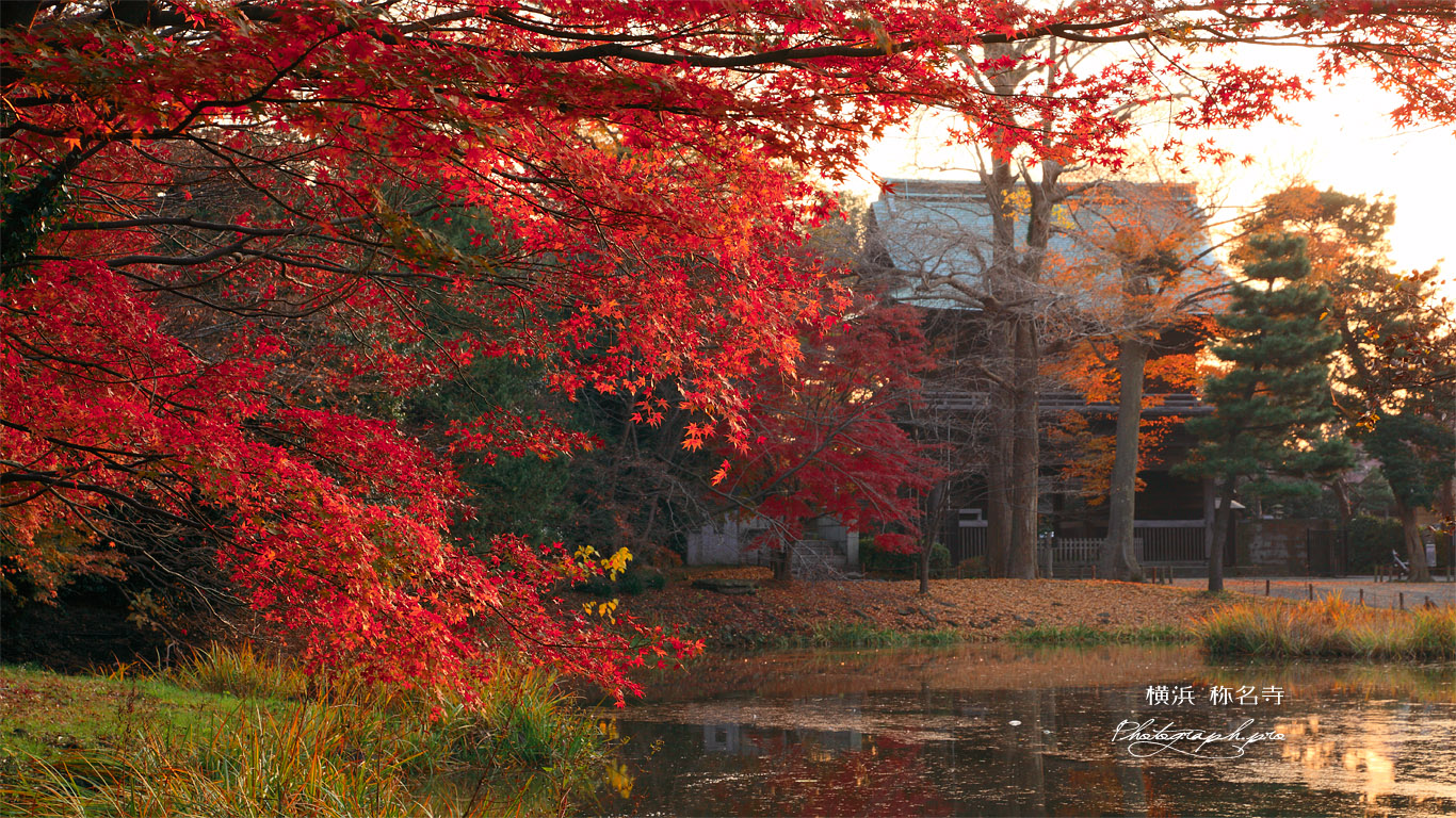 称名寺 紅葉と仁王門 壁紙