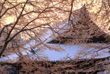 雪の華越しの神護寺金堂