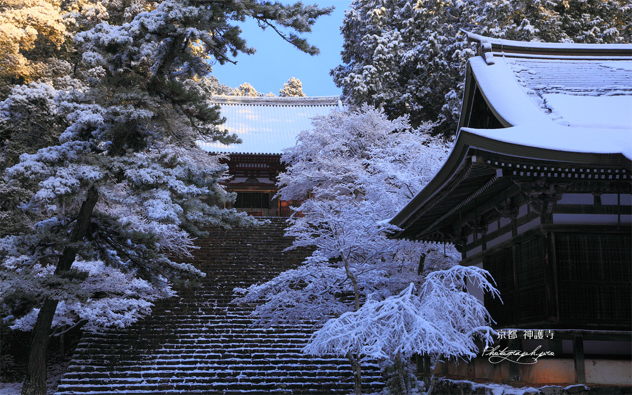 雪化粧の高雄紅葉 壁紙