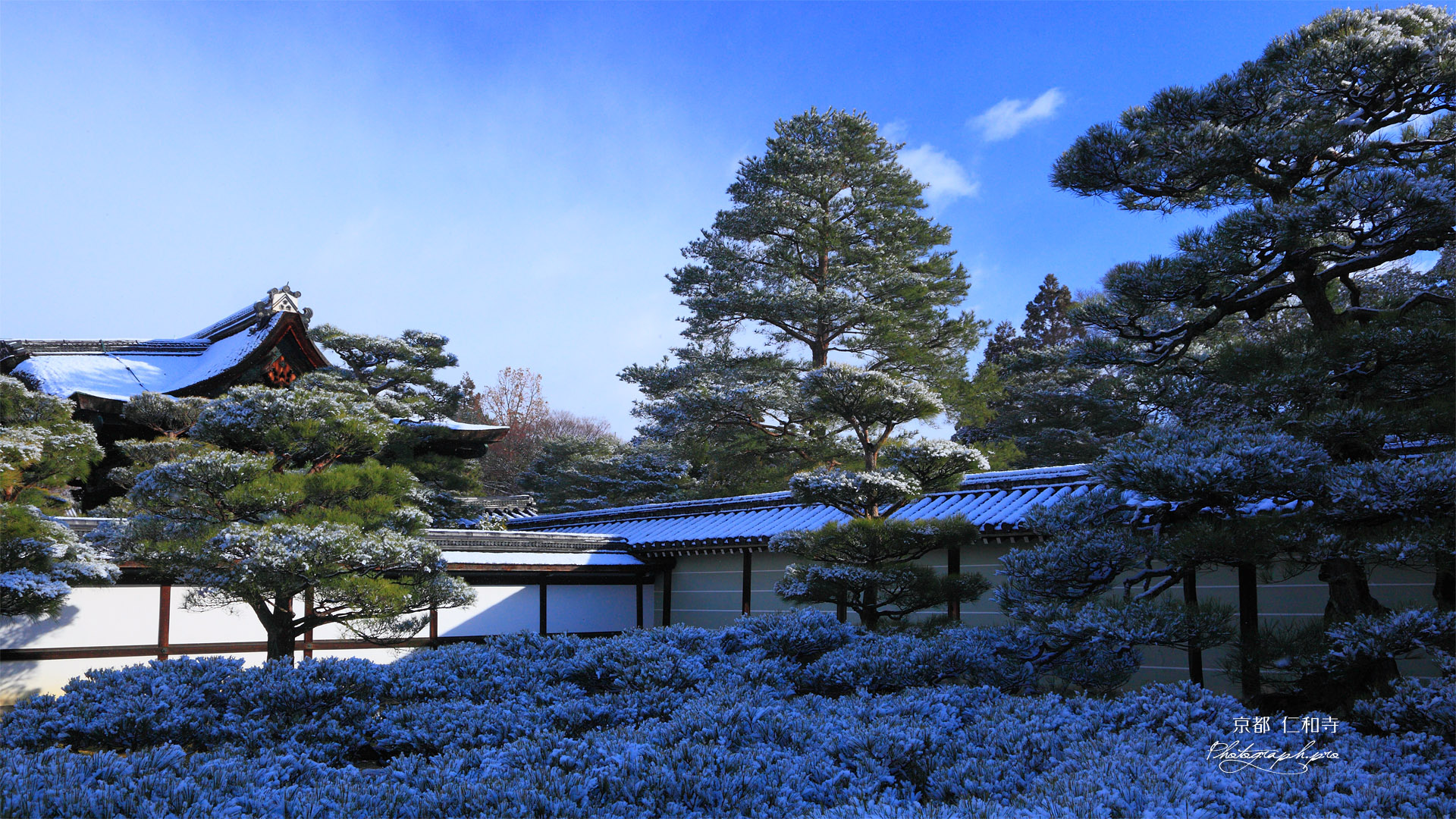 雪化粧の松と仁和寺勅使門
