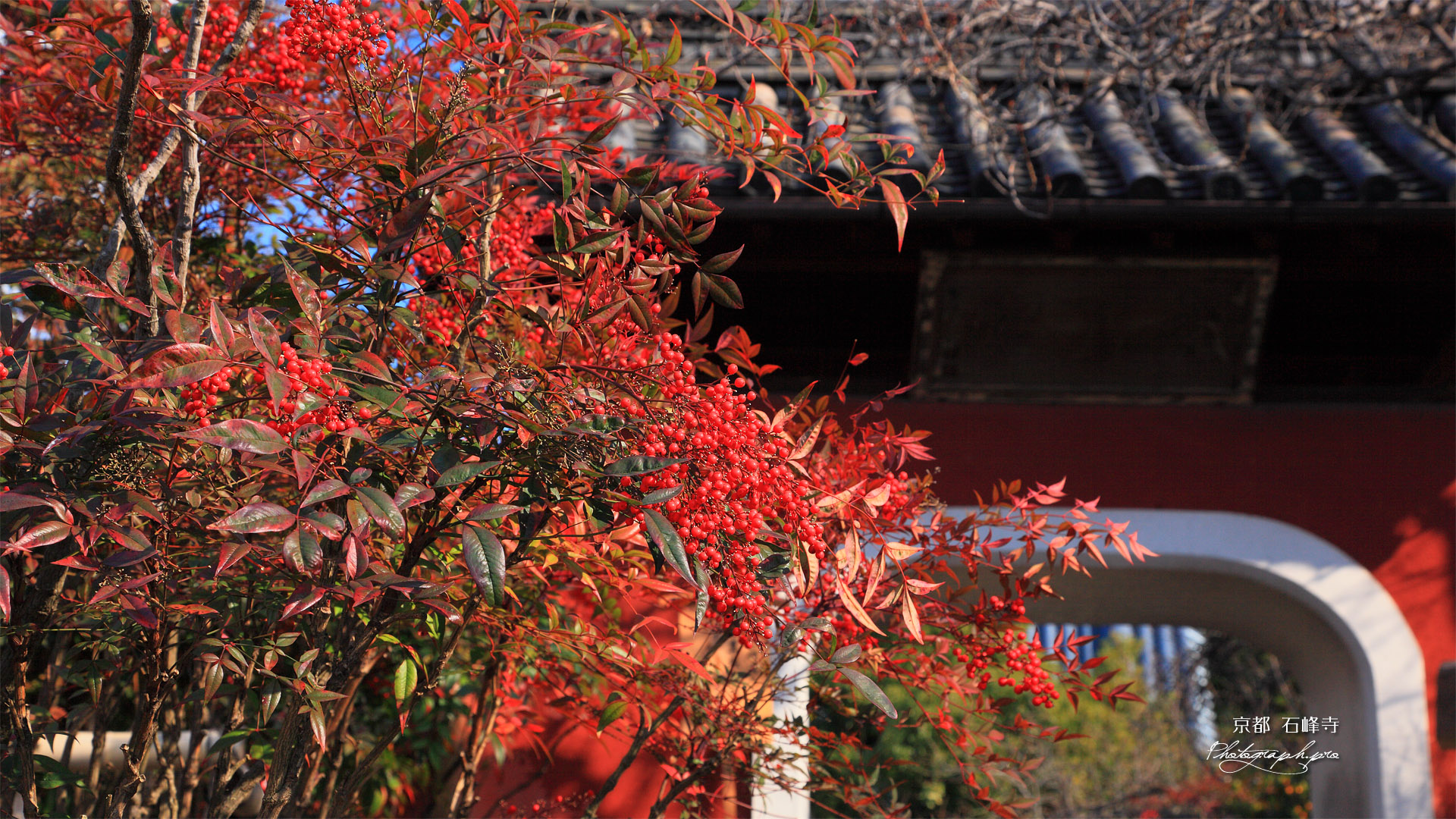 石峰寺 ナンテンと赤門