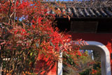 石峰寺 ナンテンと赤門