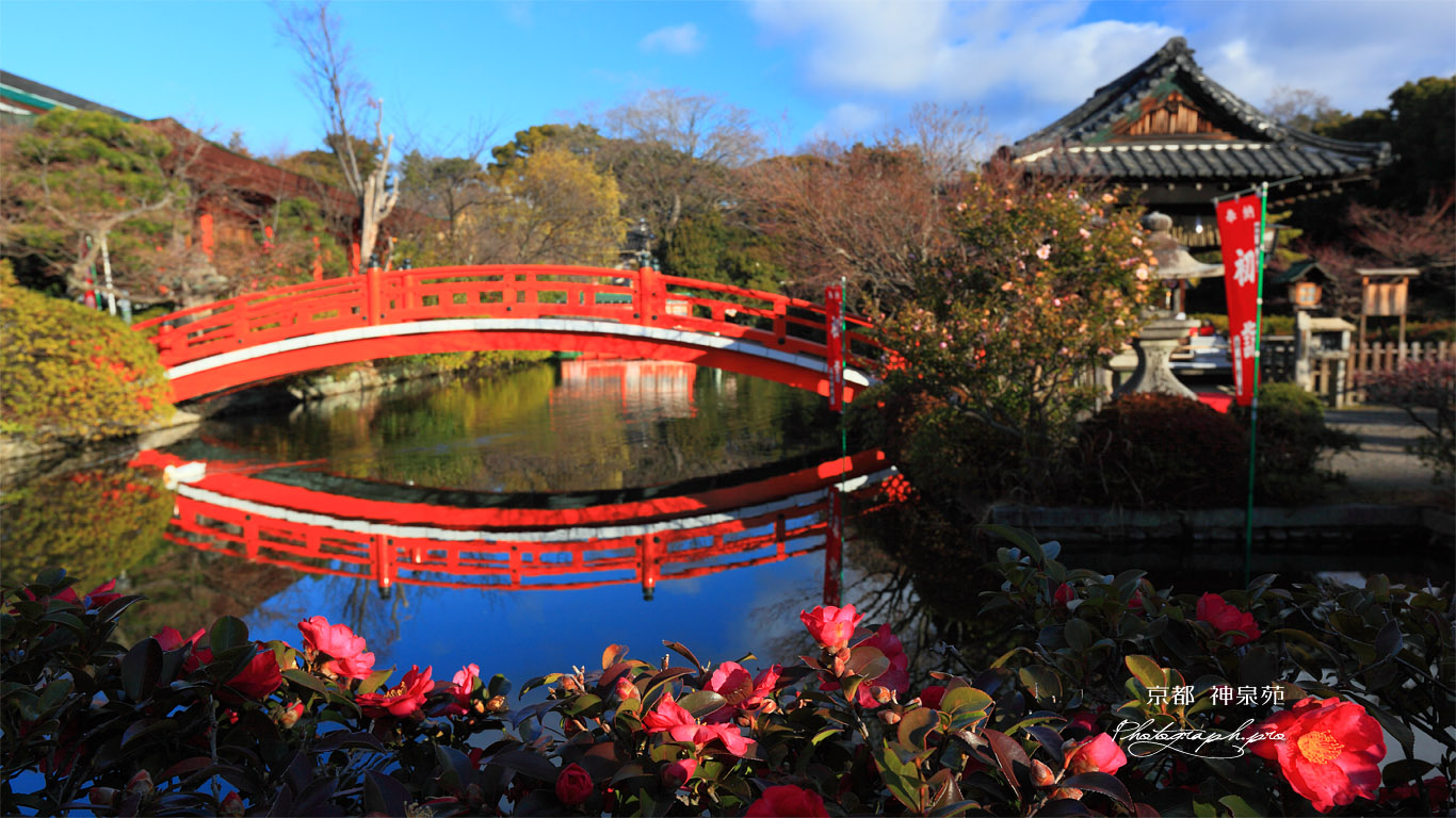 神泉苑 サザンカと法成橋 壁紙
