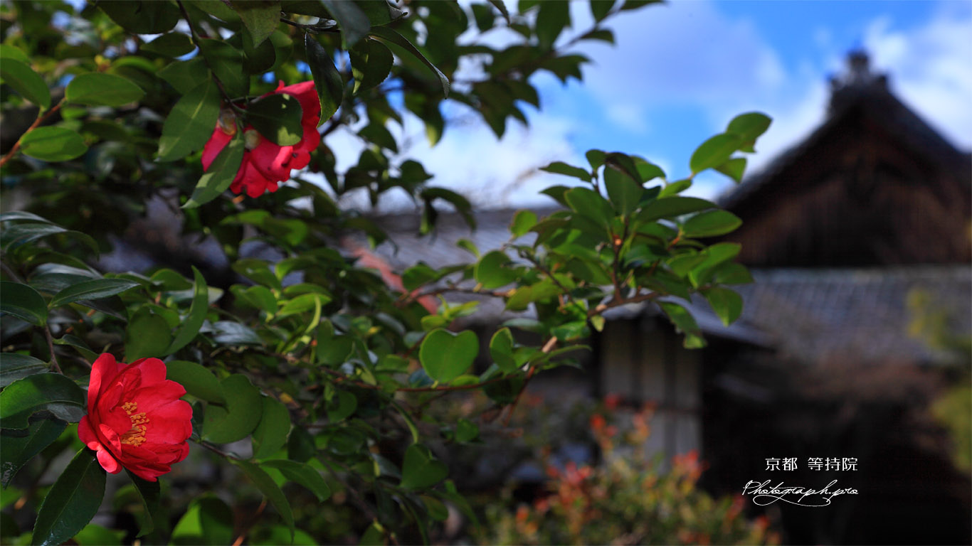京都等持院の山茶花 壁紙