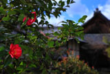 京都等持院の山茶花
