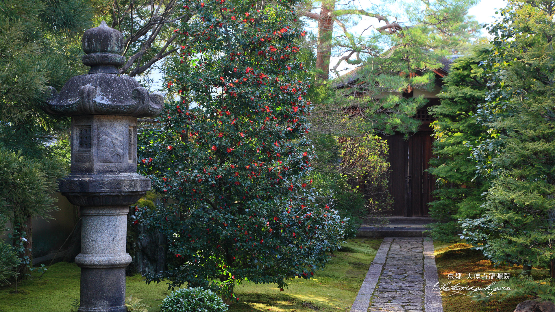 大徳寺龍源院 椿と唐門