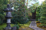 大徳寺龍源院 椿と唐門