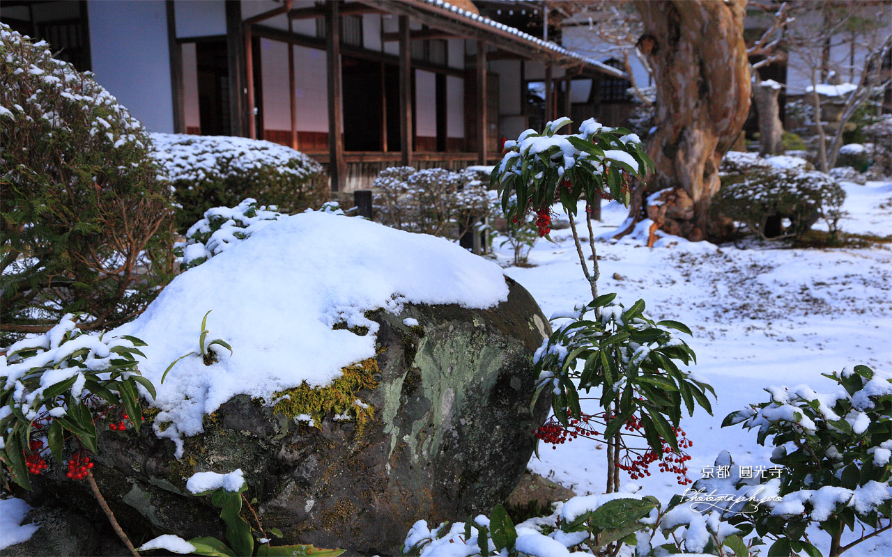 圓光寺 十牛之雪庭のマンリョウ 壁紙