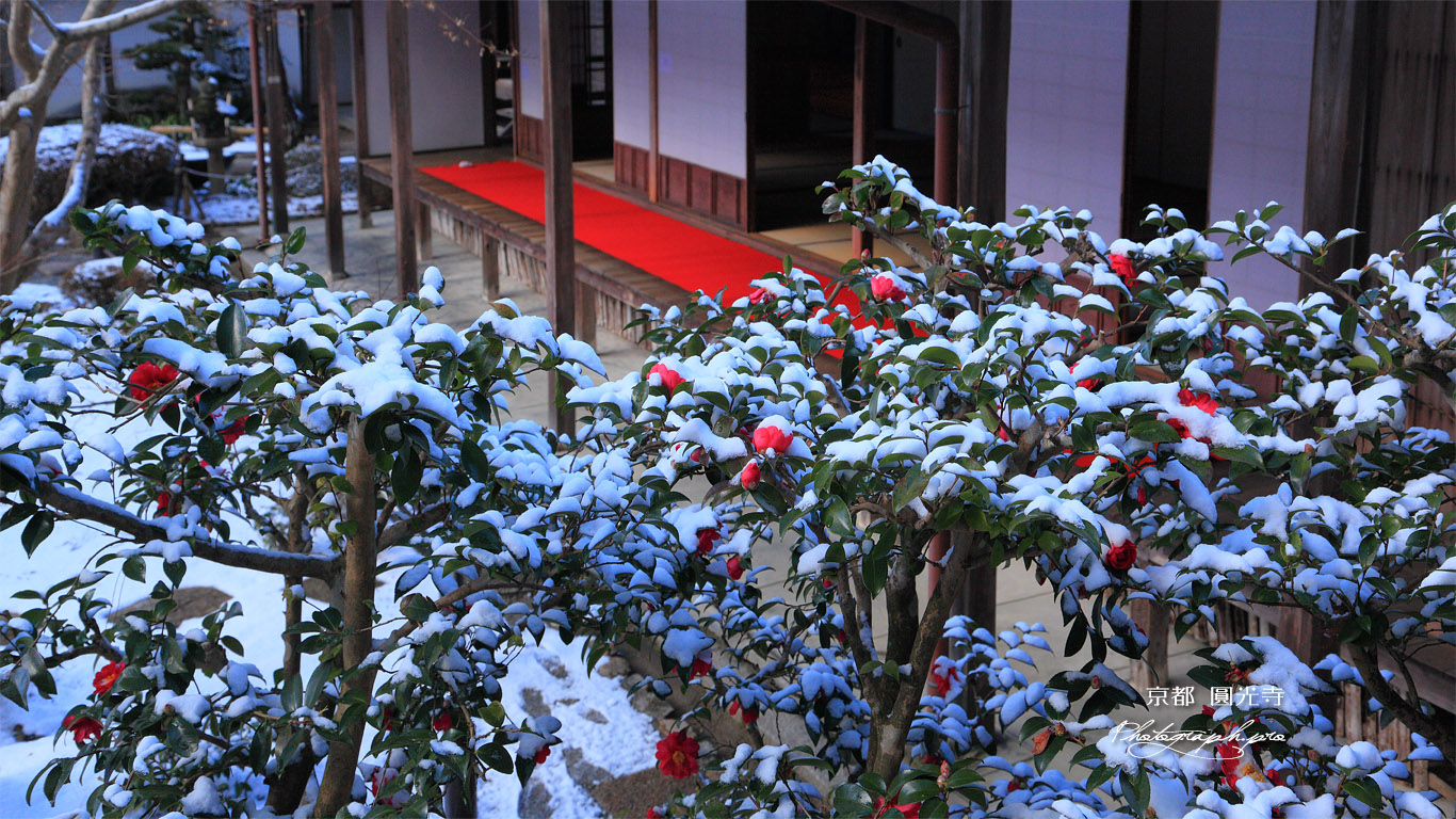 圓光寺 淡雪のサザンカ 壁紙