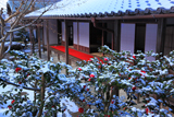 圓光寺 淡雪の山茶花